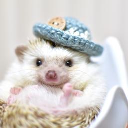 ハリネズミのハリー