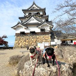 おやびん ちょきびん